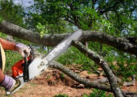 Best Utility Line Clearance  in South Bradenton, FL