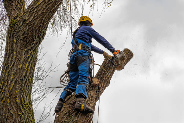 Best Stump Grinding and Removal  in South Bradenton, FL