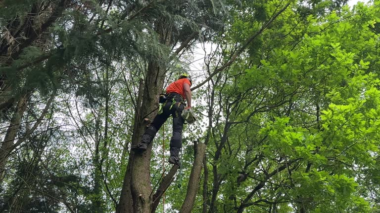 Best Tree Planting Services  in South Bradenton, FL