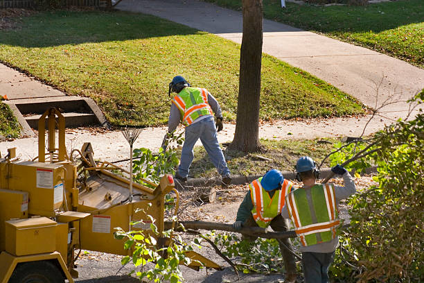 Best Sod Installation  in South Bradenton, FL